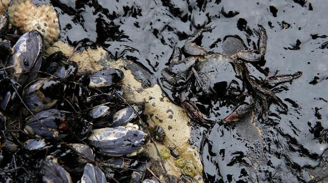 California mussels and a crab are covered in oil at Refugio State Beach, north of Goleta, after a 2015 spill.